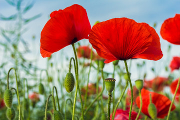 Photo of red poppy flowers in meadow. Close up.