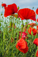 Photo of red poppy flowers in meadow. Close up.