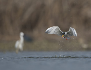 The River tern