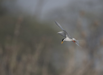 The River tern