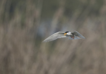 The River tern