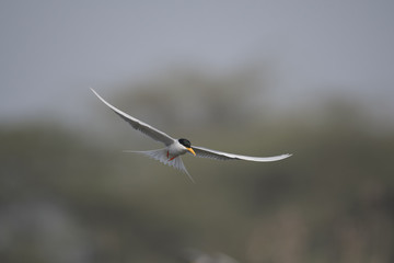 The River tern