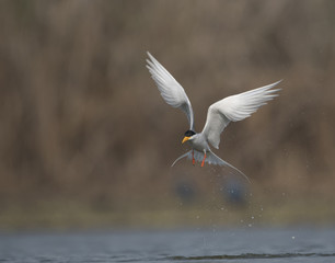 The River tern