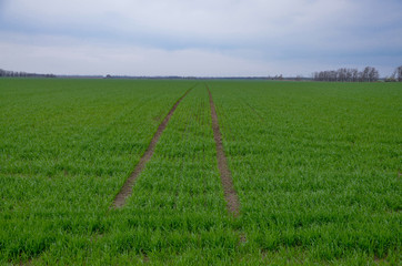tractor traces on the field of winter wheat in early spring Tselina, Rostov region, Russia
