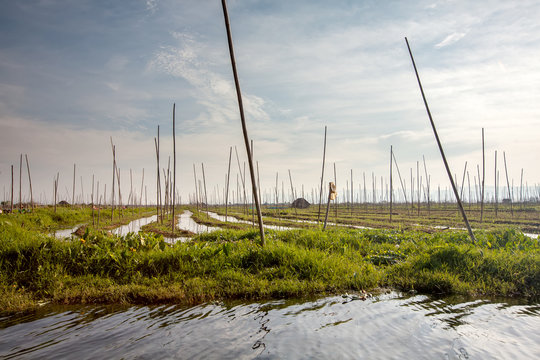 Floating gardens on Inle lake, Myanmar