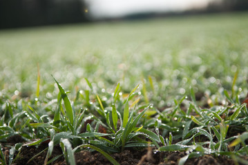 fresh dewy grass in the morning