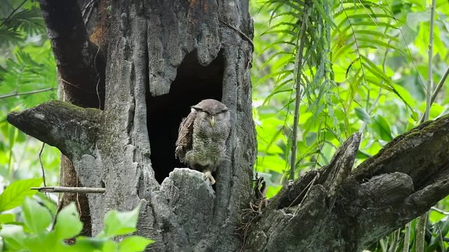 Video footage of an owl perching on the tree at zoo. Owls are birds from the order Strigiformes.