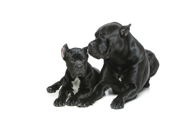 beautiful cane corso puppy and dog
