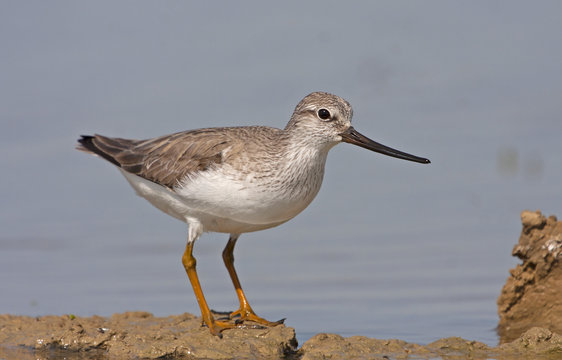 Terek sandpiper