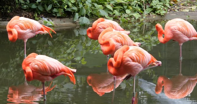 Pink Flamingo in pond
