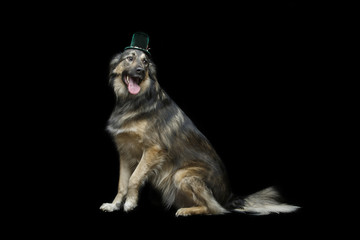 beautiful dog in hat isolated on black
