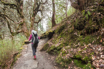 Obraz premium Trekker in the forest on the way to Annapurna base camp, Nepal