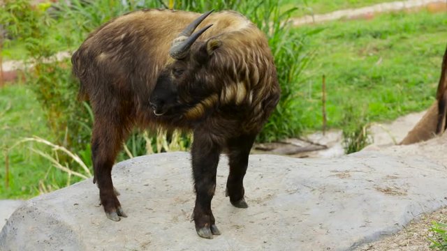 Video footage of a big Mishmi takin standing at the zoo. Takin is a goat-antelope found in the eastern Himalayas.