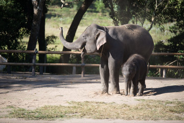 elephant baby