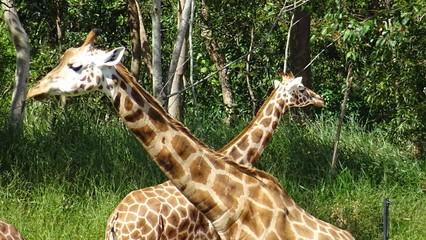 Australien&acute;s Ostk&uuml;ste... Sydney, Natur, Meer, Strand... Urlaub pur!