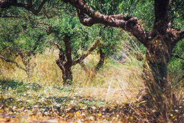 Lonely olive tree in Crete, Cretan garden, Greece