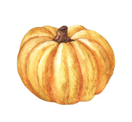 Pumpkin. Hand drawn watercolor painting on white background. Isolated organic natural eco illustration
