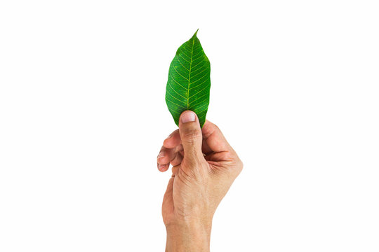 Man hand holding green leaf isolated on white background