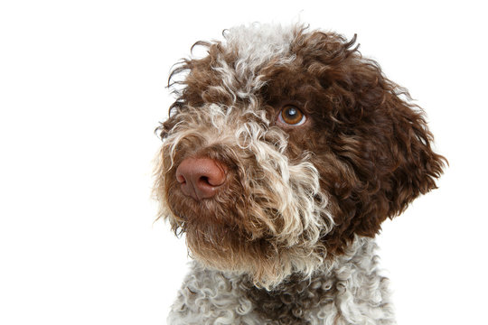 beautiful brown fluffy puppy