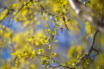 Spring color