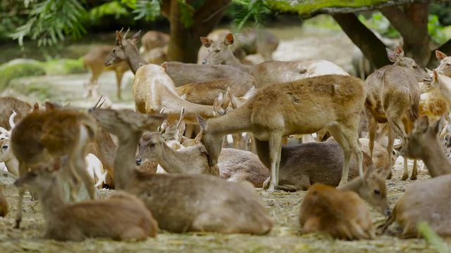 Video footage of group of swamp deers relaxing. Swamp deer is a deer species distributed in the Indian subcontinent.