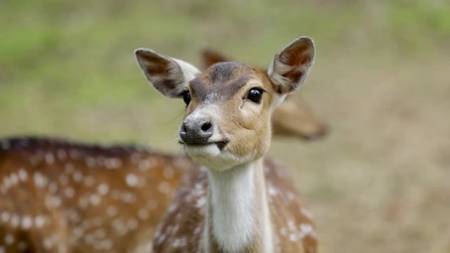 Video footage of female sika deer looking at the camera while chewing something at the zoo