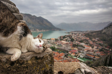 Kotor's cat