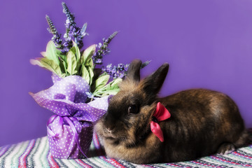  rabbit with flowers on purple background