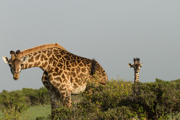 mother and baby giraffe on the Maasai Mara