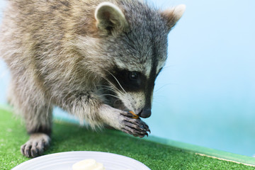  raccoon eats nuts, holds in paws a treat