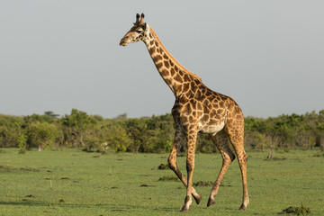 Naklejka na ściany i meble giraffe walking across the grasslands of the Maasai Mara, Kenya