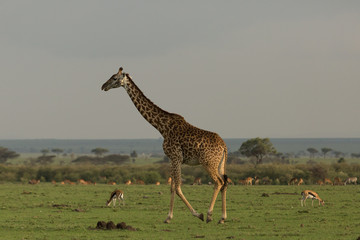 giraffe walking across the grasslands of the Maasai Mara, Kenya