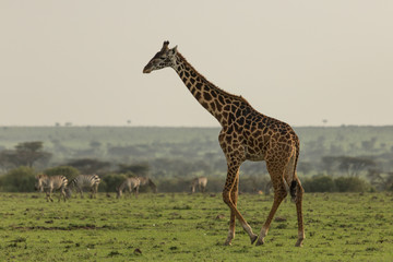 giraffe walking across the grasslands of the Maasai Mara, Kenya