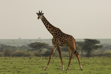 giraffe walking across the grasslands of the Maasai Mara, Kenya