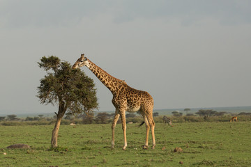 giraffe eating on the grasslands of the Maasai Mara, Kenya
