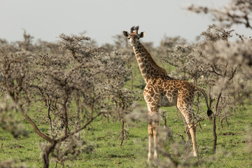 giraffe standing in the grasslands of the Maasai Mara, Kenya