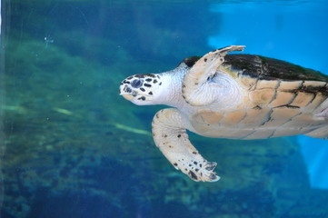 Obraz premium Turtle