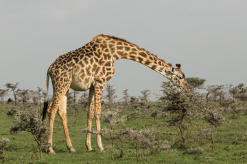 giraffe eating on the grasslands of the Maasai Mara, Kenya