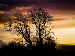 But not yet, One tree is Black