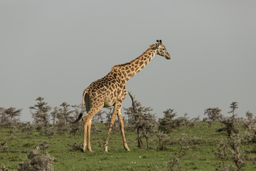 giraffe walking across the grasslands of the Maasai Mara, Kenya