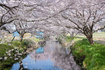Cherry Blossoms in Japan