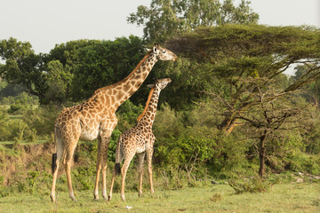 Naklejka na ściany i meble giraffe eating on the grasslands of the Maasai Mara, Kenya
