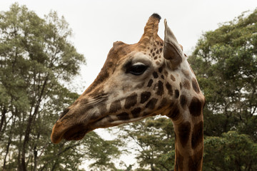 closeup of a Rothschild giraffe