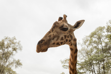 closeup of a Rothschild giraffe