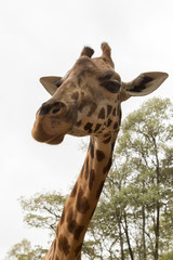 closeup of a Rothschild giraffe