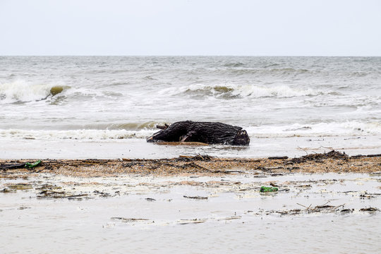 Coast of the sea after a storm. Thrown the trees ashore