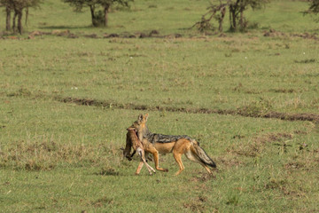 a single jackal carries away his prey on the grasslands of the Maasai Mara, Kenya