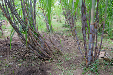 Sugarcane plants grow in field