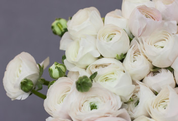 The huge bouquet of white Ranunculus on gray background