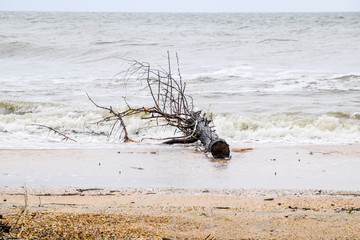 Coast of the sea after a storm. Thrown the trees ashore